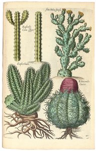 Cactus, 1641 - Johann Theodor de Bry
