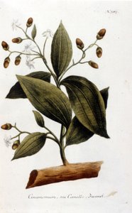 Cannelle - dans Herbier par J. W. Weinmann - Johann Wilhelm Weinman