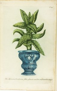 Aloe africain, planche 47 de Phtanthoza Iconographia - Johann Wilhelm Weinmann
