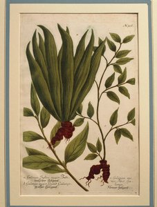 Galanga (Alpinia galanga), Galanga Indica major et Galanga major, gravure en couleur