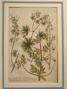 Herbe à Robert (Geranium robertianum), gravure en couleur - Johann Wilhelm Weinmann