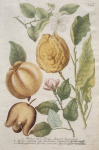 Phytanthoza iconographia : No. 703 - Johann Wilhelm Weinmann