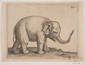Un éléphant