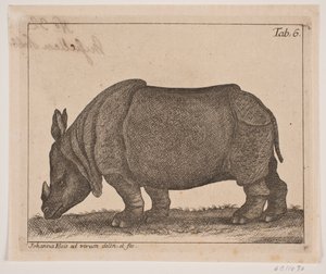 Un rhinocéros - Johanna Fosie