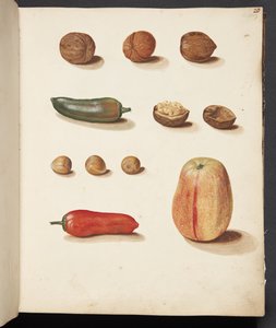 Étude de pomme, noix et poivrons - Johanna Fosie
