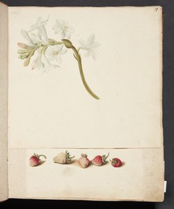 Étude de fleur et fraise - Johanna Fosie