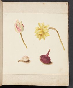 Étude de fleurs et de bulbes - Johanna Fosie