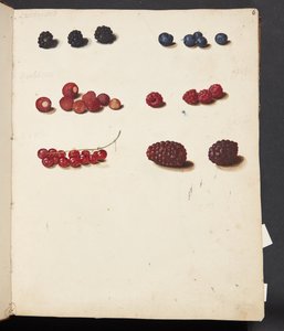 Étude de divers fruits - Johanna Fosie