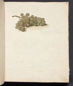 Étude de raisins - Johanna Fosie