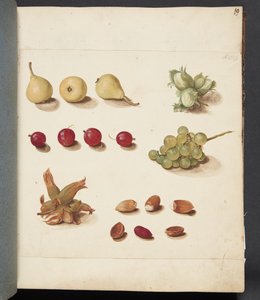 Étude de fruits, baies et noix - Johanna Fosie
