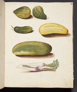 Étude de légumes - Johanna Fosie