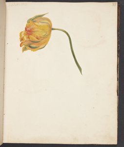 Étude de tulipe jaune - Johanna Fosie