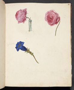 Étude de rose rose et de fleur bleue