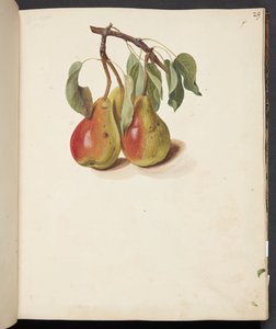 Étude de poires - Johanna Fosie