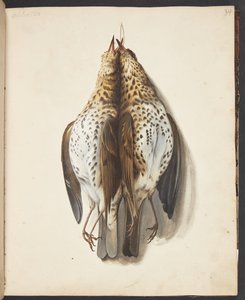 Étude de deux grives mortes
