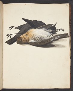 Étude de deux merles morts, mâle et femelle, couchés - Johanna Fosie