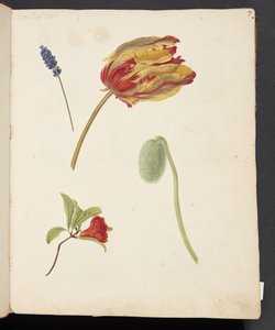 Étude de tulipe et autres fleurs - Johanna Fosie