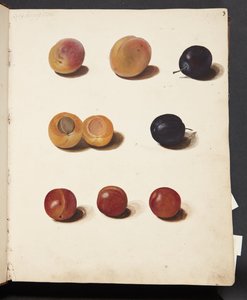 Études de prunes - Johanna Fosie