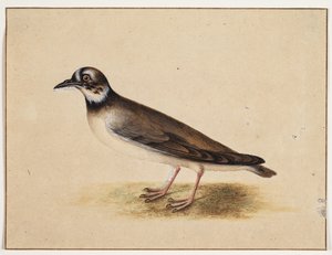 Oiseau - Johannes Bronckhorst