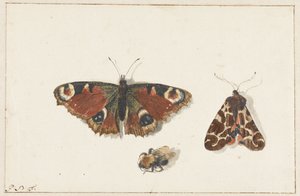 Papillon, Mite et Bourdon - Johannes Bronkhorst