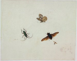 Quatre insectes, fin du XVIIe siècle - Johannes Bronkhorst