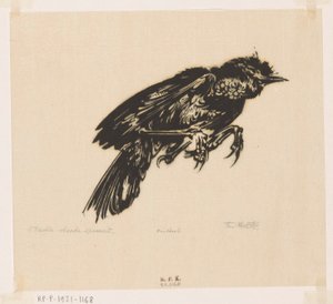 Moineau mort