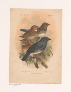 Quatre oiseaux sur une branche - Johannes Gerardus Keulemans