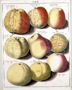 Pommes par Seligman