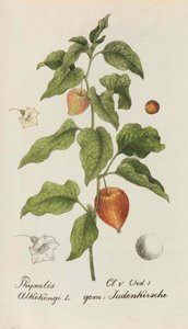 Collection de plantes suisses, 1825-1846 - Johannes Jacob Hegetschweiler