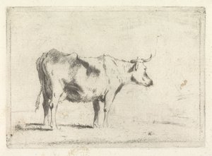 Vache, vers la droite