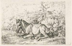 Cheval couché devant quelques plantes - Johannes Mock