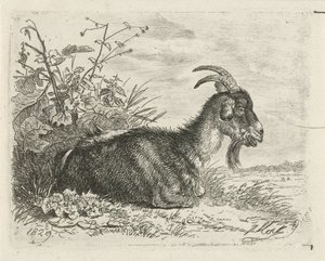 Bouquetin couché - Johannes Mock