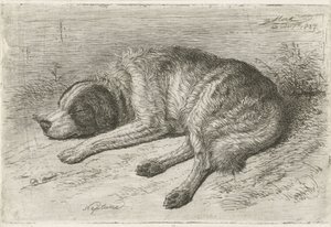Chien endormi vers la gauche - Johannes Mock