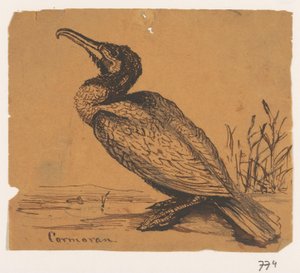 Cormoran