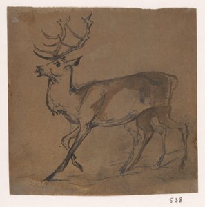 Cerf