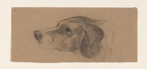 Tête de chien, vers la gauche - Johannes Tavenraat
