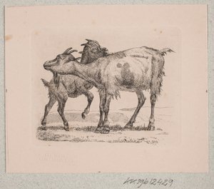 Une chèvre avec son chevreau