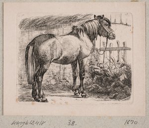 Un cheval avec bride - Johannes Wilhelm Zillen