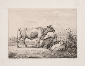 Vaches dans le champ