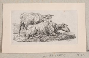 Deux moutons - Johannes Wilhelm Zillen