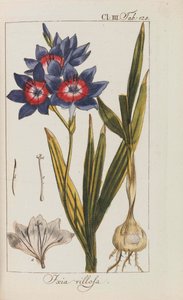 Auswahl schöner und seltener Gewächse, 1795-1798 - Johannes Zorn