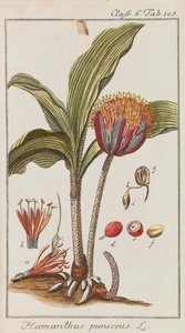Auswahl schöner und seltener Gewächse, 1795-1798 - Johannes Zorn