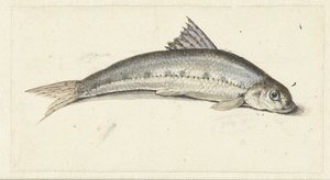 Gondole