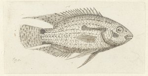 Poisson tropical Chromis epse - Johannes le Francq van Berkhey
