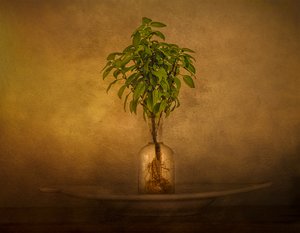 Nature morte avec une plante enracinée