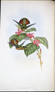 Ermite allié (Glaucis affinis) - John (after) Gould