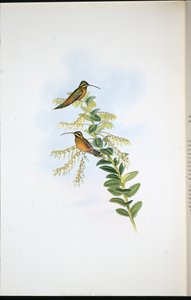 Ermite Amaura - John (after) Gould