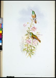Amazili (Amazilia Pristina) - John (after) Gould