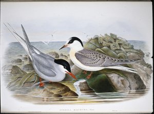 Sterne arctique (Sterna Macrura) - John (after) Gould