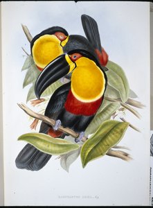 Toucan Ariel (Ramphastos Ariel)